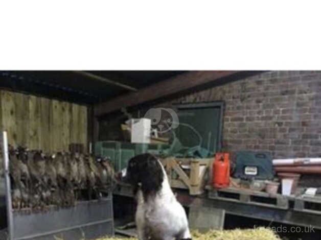 1 boy left !! springer spaniels for sale in Goole, East Riding of Yorkshire