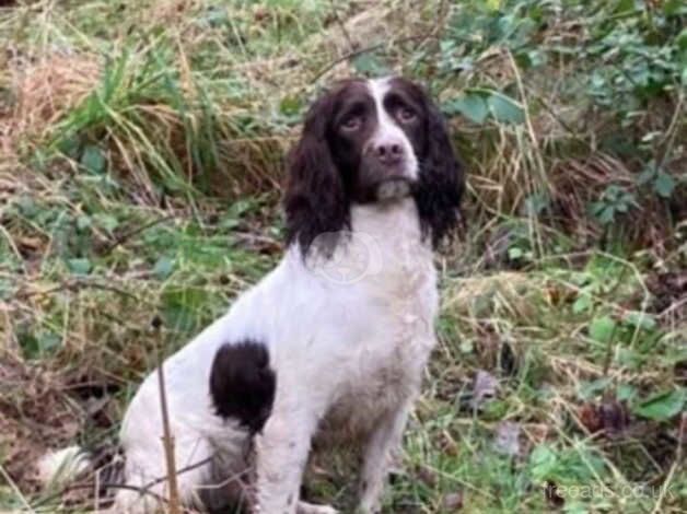 1 boy left !! springer spaniels for sale in Goole, East Riding of Yorkshire - Image 2