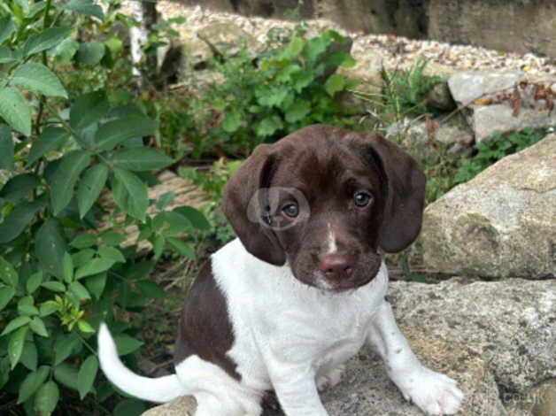 1 English springer spaniel puppy for sale in Bridgend