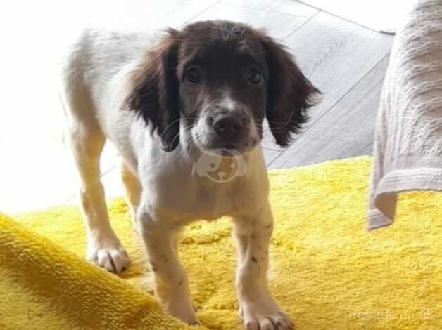 1 Springer Spaniel left for sale in Brierley Hill, West Midlands