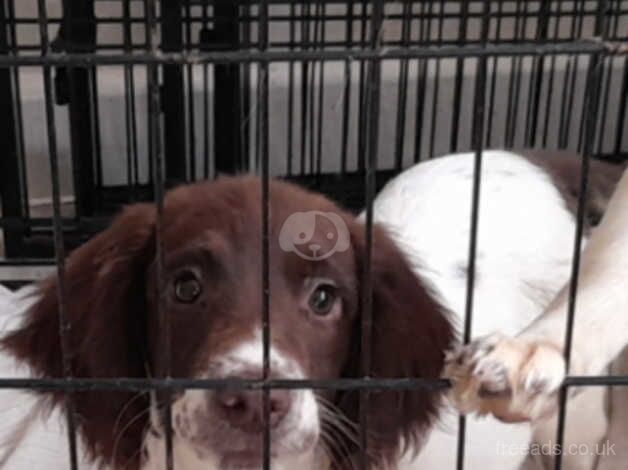 1 Springer Spaniel left for sale in Brierley Hill, West Midlands - Image 2