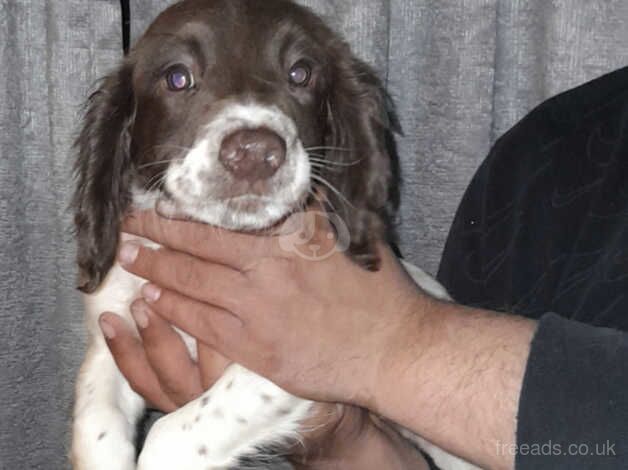 1 Springer Spaniel left for sale in Brierley Hill, West Midlands - Image 3