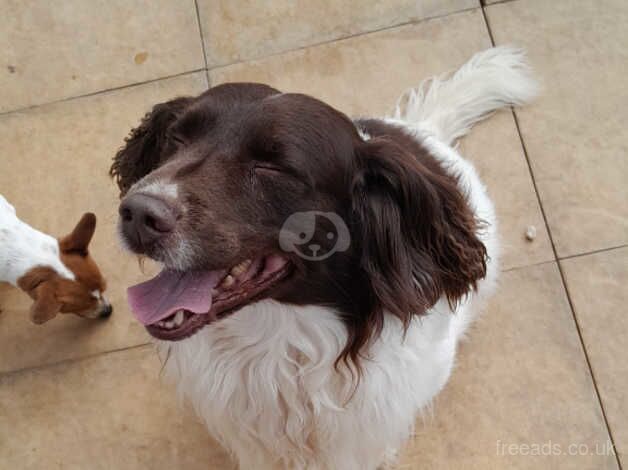 1 Springer Spaniel left for sale in Brierley Hill, West Midlands - Image 4