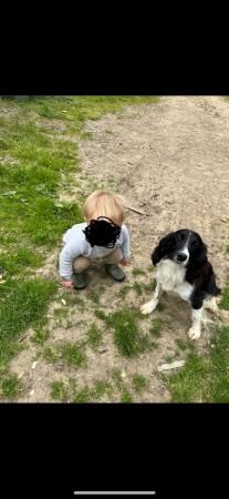 1 year old Springer Spaniel bitch for sale in Rushlake Green, East Sussex