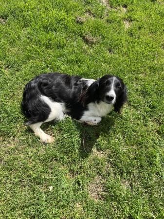 1 year old Springer Spaniel bitch for sale in Rushlake Green, East Sussex - Image 2