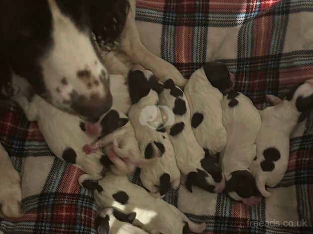 10 puppies for sale in Worcester, Worcestershire