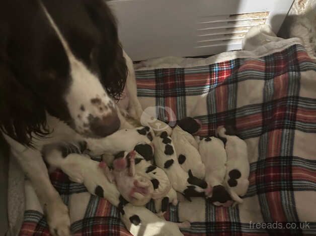 10 puppies for sale in Worcester, Worcestershire - Image 2