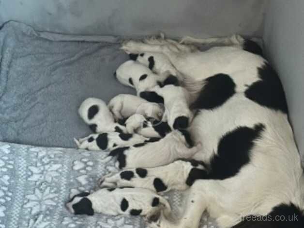 10 puppies for sale in Worcester, Worcestershire - Image 3