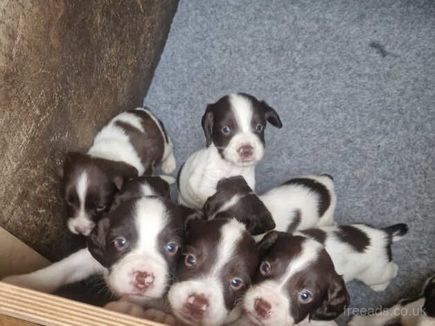 10 springer pups for sale in Bedlington, Northumberland