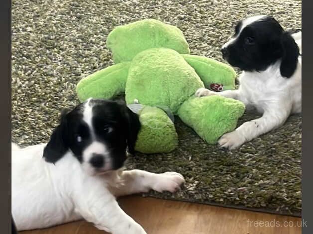 10 week old springer returned due to time wasters for sale in Middlesbrough, North Yorkshire