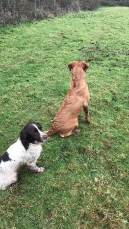 10 year old springer spaniel looking for retirement for sale in Newton Abbot, Devon