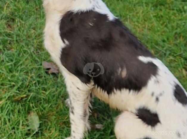 11 month male for sale in Truro, Cornwall