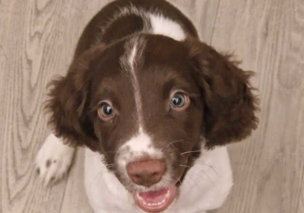 11 week old female puppy for sale in Southampton, Hampshire