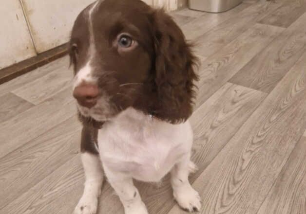 11 week old female puppy for sale in Southampton, Hampshire - Image 3