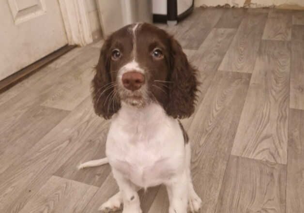 12 week old female springer for sale in Southampton, Hampshire - Image 2