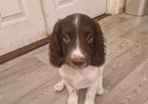 12 week old female springer for sale in Southampton, Hampshire - Image 3