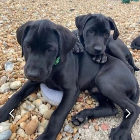 12 week old puppies for sale mixed litter for sale in New Romney, Kent - Image 2