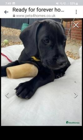 12 week old puppies for sale mixed litter for sale in New Romney, Kent - Image 5