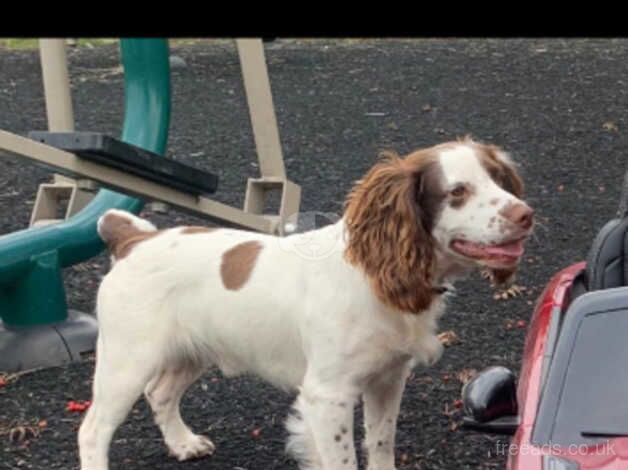 16 month old beautiful springer spaniel boy for sale in Bordon, Hampshire