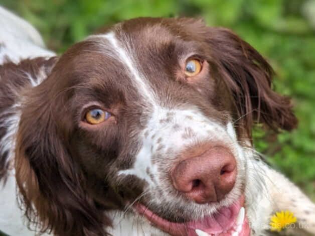 16 Month old female springer spaniel for sale in Plymouth, Devon