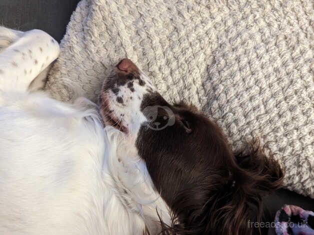 Springer Spaniel Puppies for sale