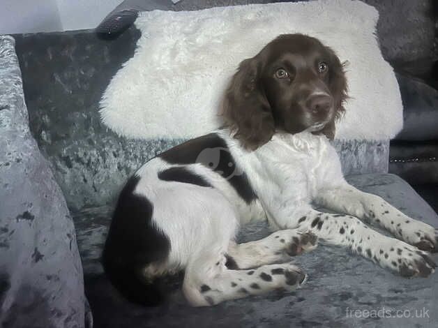 17 month springer spaniel girl 500 for sale in Barnstaple, Devon