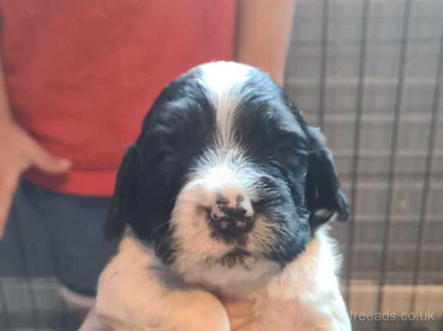 2 beautiful boys springer spaniel for sale in Burton upon Trent, Staffordshire