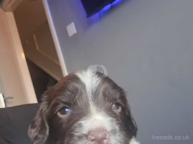 2 beautiful boys springer spaniel for sale in Burton upon Trent, Staffordshire - Image 2