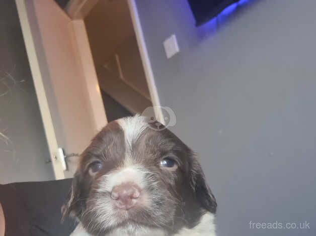 2 beautiful boys springer spaniel for sale in Burton upon Trent, Staffordshire - Image 3