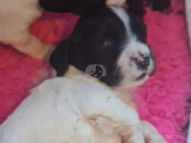 2 beautiful boys springer spaniel for sale in Burton upon Trent, Staffordshire - Image 4