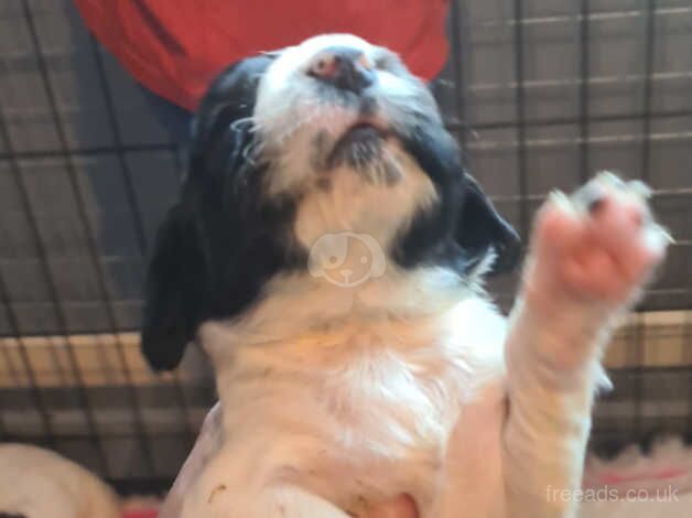 2 beautiful boys springer spaniel for sale in Burton upon Trent, Staffordshire - Image 5