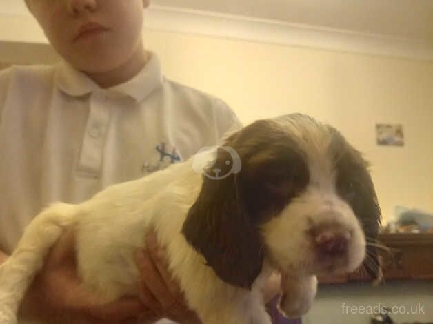 2 pups bich n a dog for sale in Barnsley, South Yorkshire - Image 2