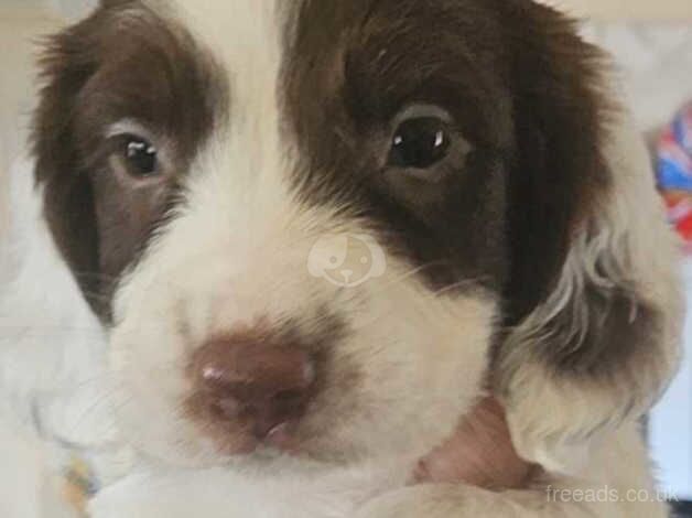 2 springer spaniel pups for sale in Stockton-on-Tees, County Durham