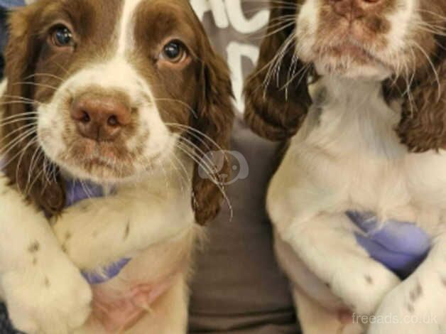 2 Well bred boy English Springer Spaniel Puppies for Sale in Bourne End, Buckinghamshire