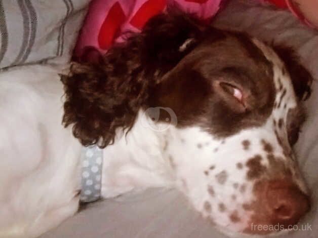 20 week male springer for sale in Sunderland, Cumbria