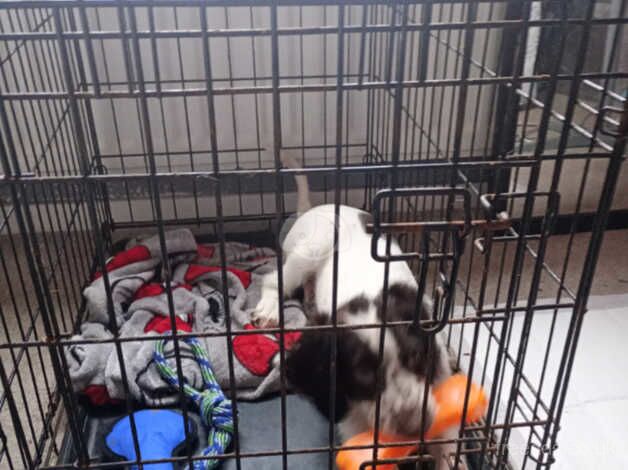 20 week male springer for sale in Sunderland, Cumbria - Image 2