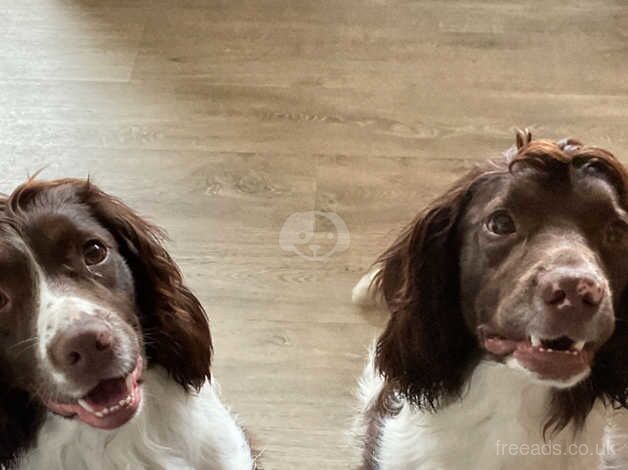 2yo male springer spaniel for sale in Keith, Moray