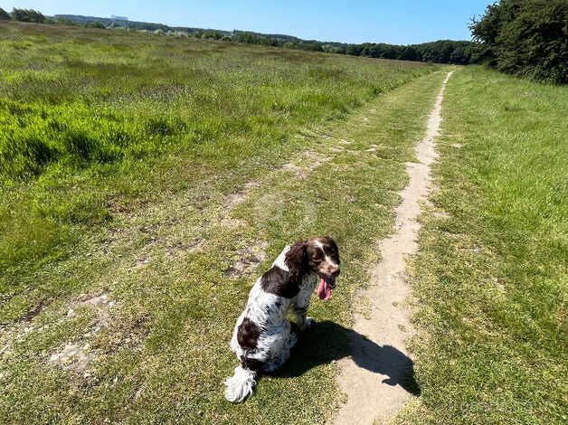 2yo well trained family dog for sale in Halesworth, Suffolk - Image 4