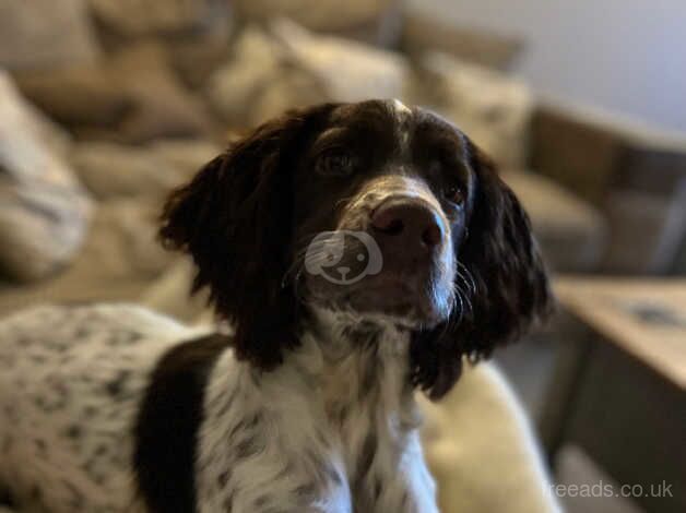 2yo well trained family dog for sale in Halesworth, Suffolk - Image 5