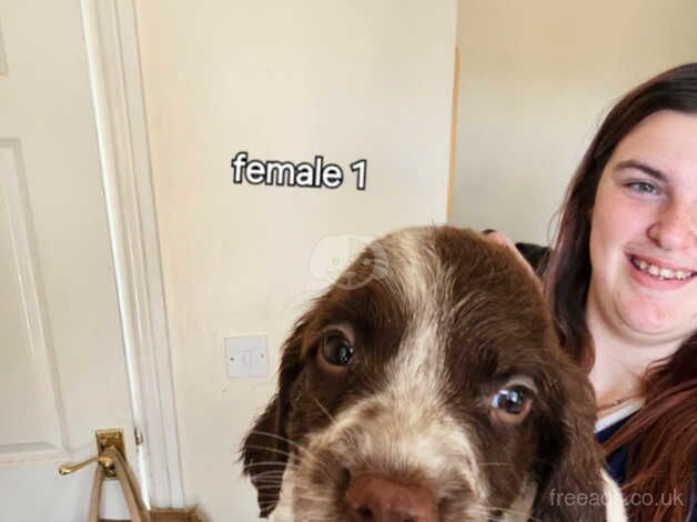 3 beautiful springer spaniel pups *Ready now* for sale in Rhyl, Denbighshire