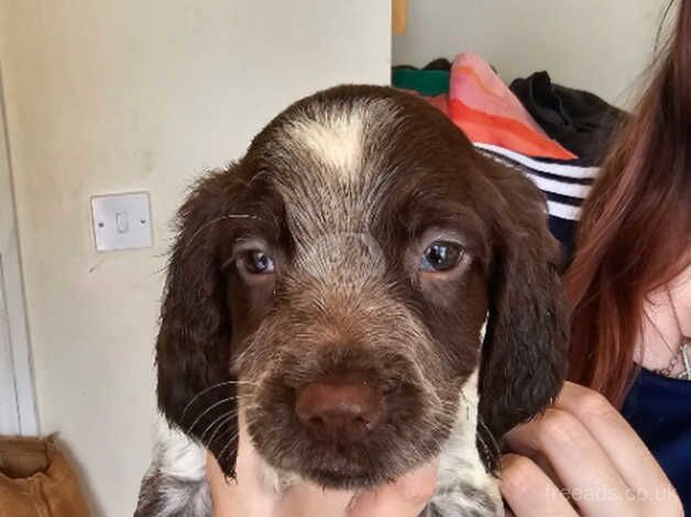 3 beautiful springer spaniel pups *Ready now* for sale in Rhyl, Denbighshire - Image 3