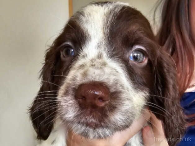 3 beautiful springer spaniel pups *Ready now* for sale in Rhyl, Denbighshire - Image 5