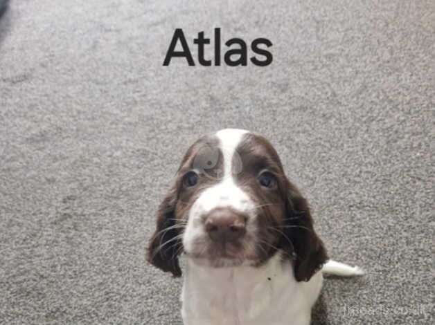 3 boys 1 girl pedigree springers for sale in Southampton, Hampshire