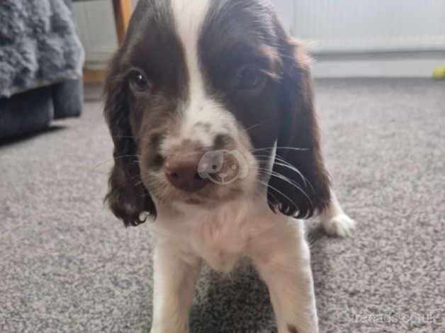 3 boys 1 girl pedigree springers for sale in Southampton, Hampshire - Image 3