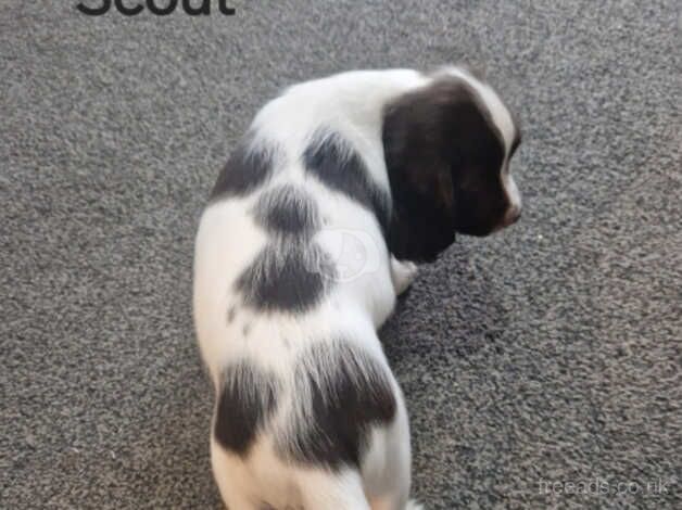 3 boys 1 girl pedigree springers for sale in Southampton, Hampshire - Image 4