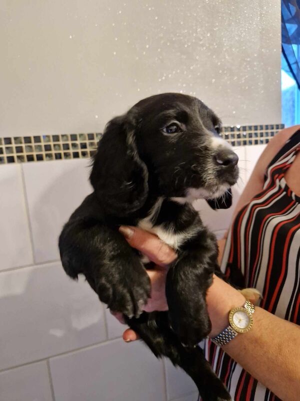 3 cocker spaniel puppy's for sale in Ashford, Kent - Image 1