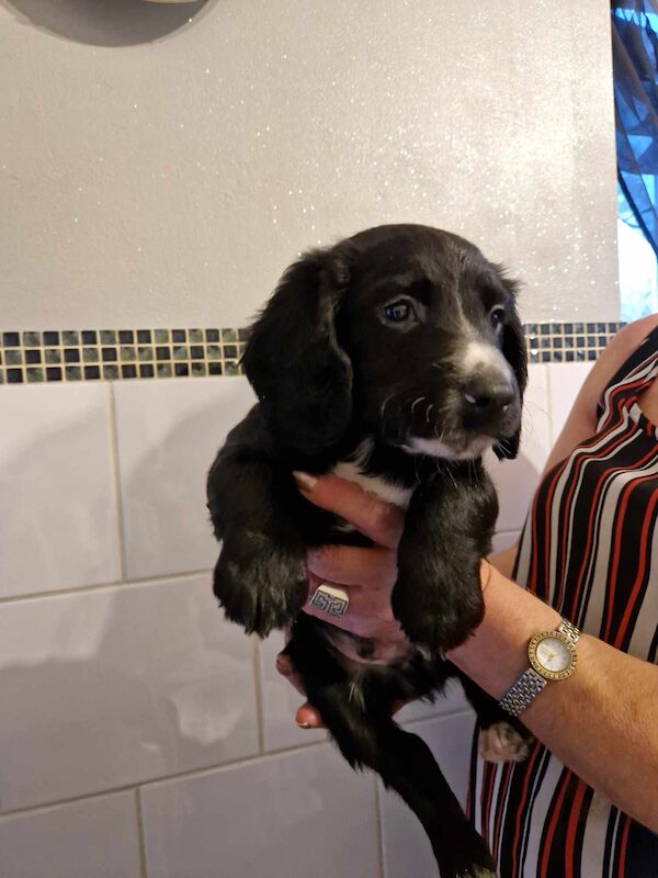 3 cocker spaniel puppy's for sale in Ashford, Kent - Image 2