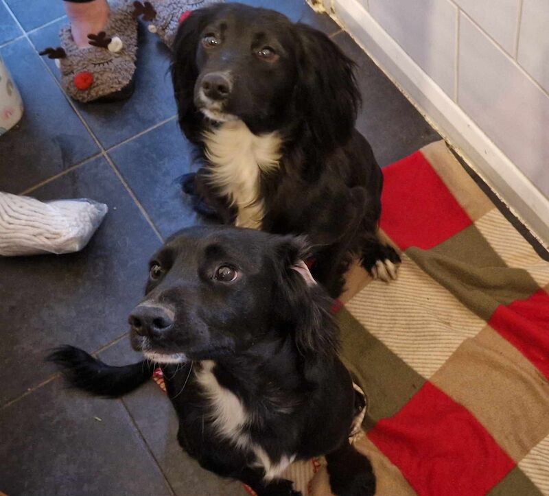 3 cocker spaniel puppy's for sale in Ashford, Kent - Image 3