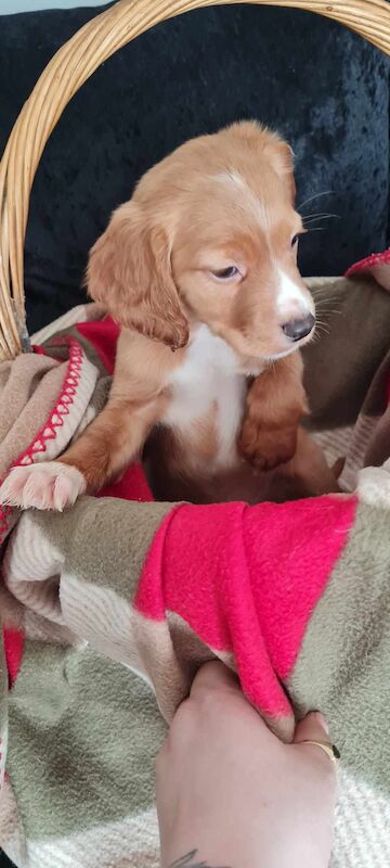 3 cocker spaniel puppy's for sale in Ashford, Kent - Image 4