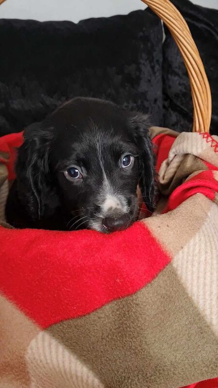 3 cocker spaniel puppy's for sale in Ashford, Kent - Image 6